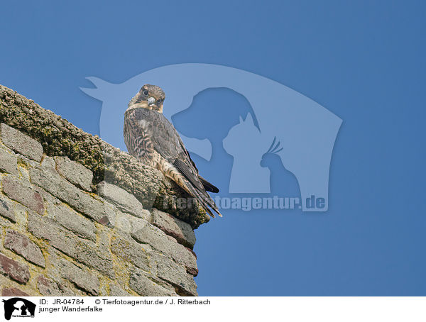 junger Wanderfalke / young Peregrine Falcon / JR-04784