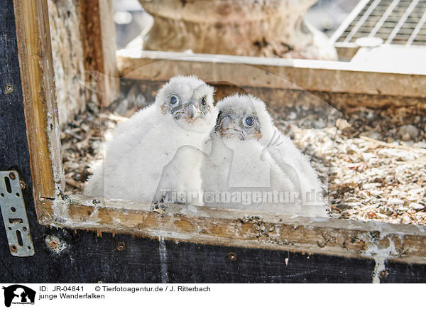 junge Wanderfalken / young Peregrine Falcons / JR-04841