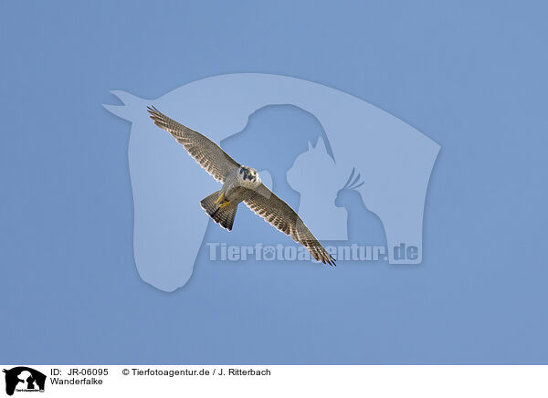 Wanderfalke / peregrine falcon / JR-06095