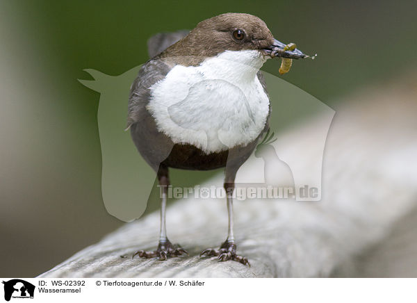 Wasseramsel / white-throated dipper / WS-02392