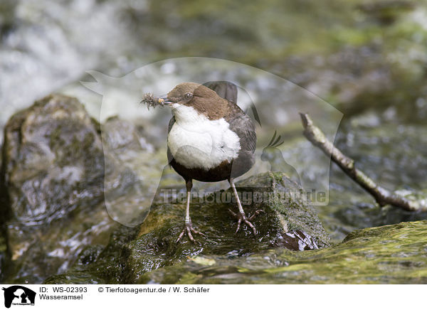 Wasseramsel / white-throated dipper / WS-02393