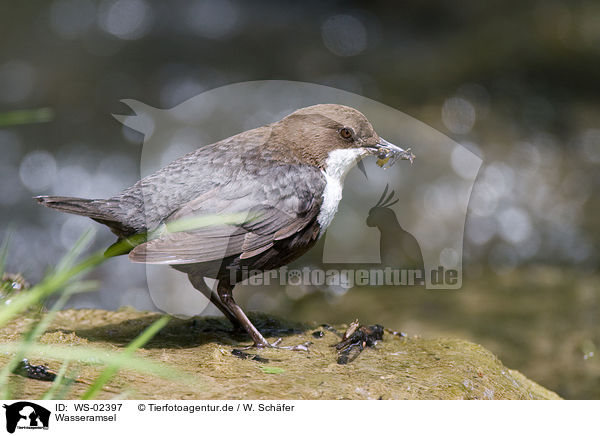 Wasseramsel / white-throated dipper / WS-02397