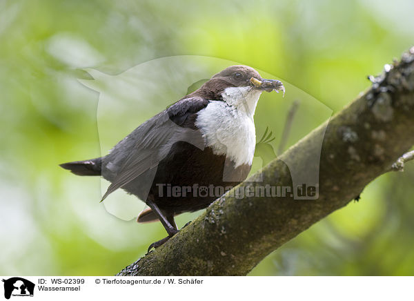 Wasseramsel / white-throated dipper / WS-02399