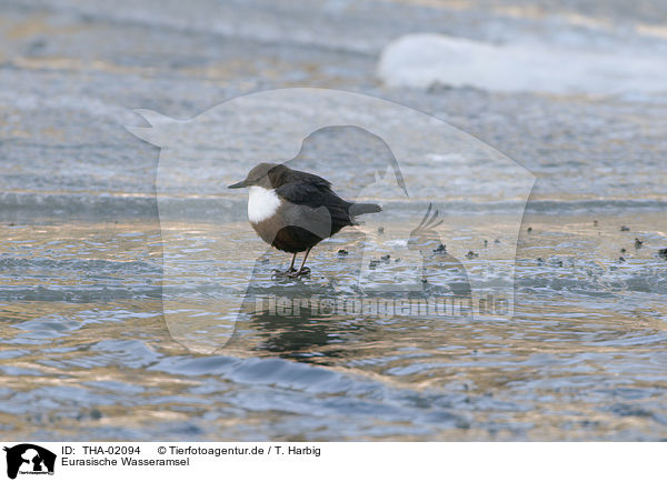 Eurasische Wasseramsel / dipper / THA-02094