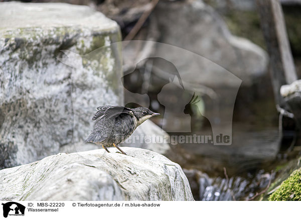 Wasseramsel / Dipper / MBS-22220