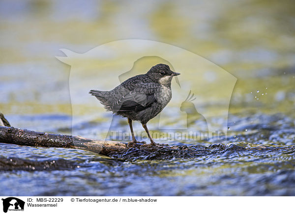 Wasseramsel / Dipper / MBS-22229