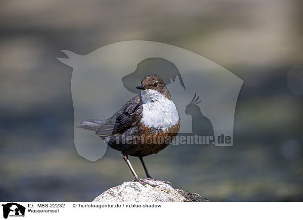 Wasseramsel / Dipper / MBS-22232