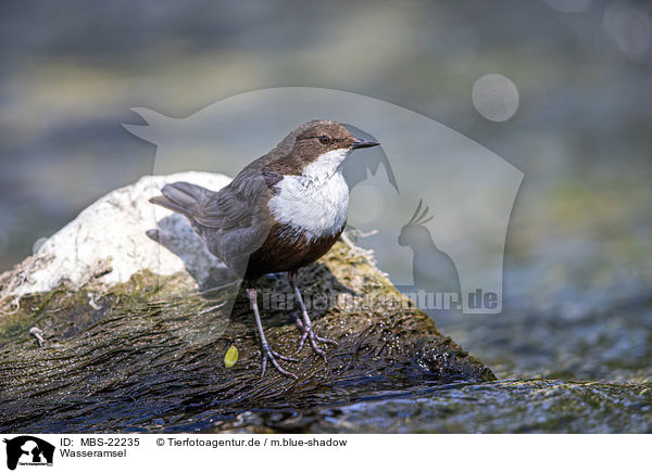 Wasseramsel / Dipper / MBS-22235