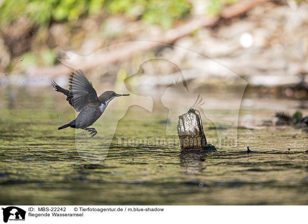 fliegende Wasseramsel / flying Dipper / MBS-22242