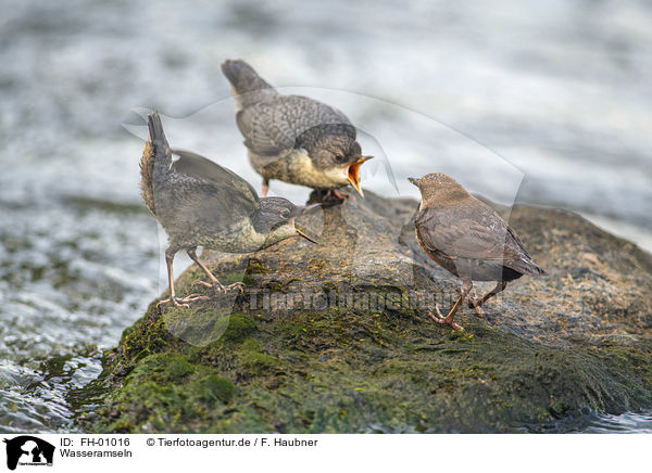 Wasseramseln / Dippers / FH-01016