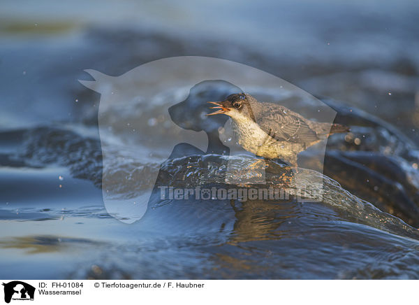 Wasseramsel / Dipper / FH-01084