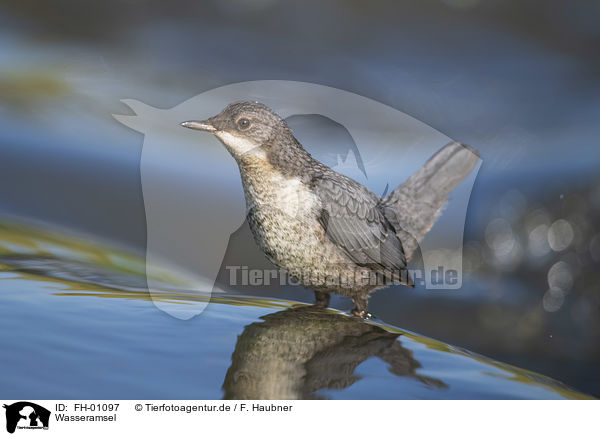 Wasseramsel / Dipper / FH-01097