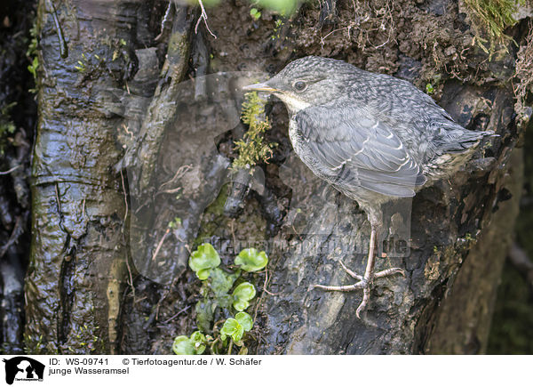 junge Wasseramsel / WS-09741