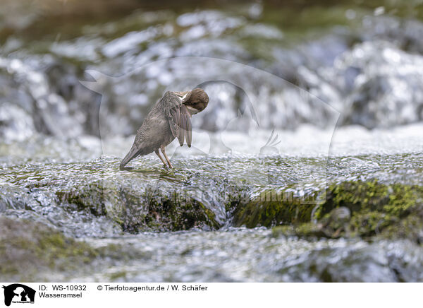 Wasseramsel / dipper / WS-10932