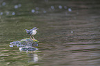 Wasseramsel