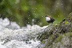 Wasseramsel