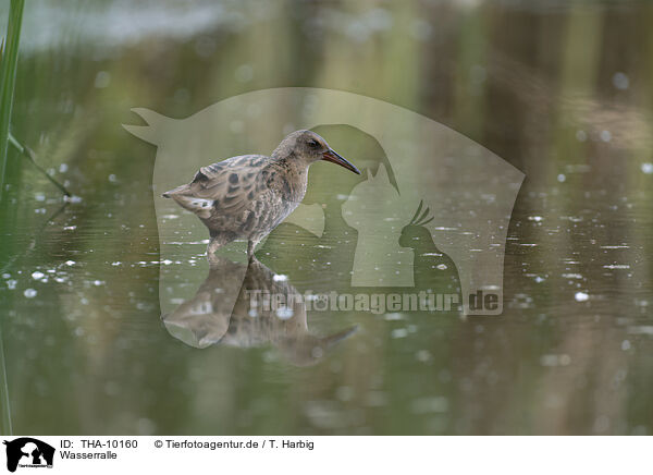 Wasserralle / water rail / THA-10160