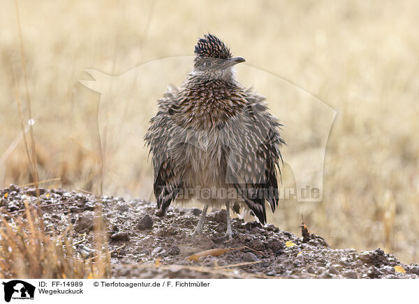 Wegekuckuck / roadrunner / FF-14989