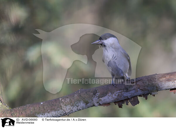 Weidenmeise / willow tit / AVD-06680