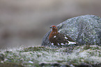 Weidenschneehuhn