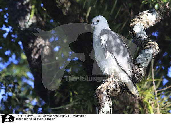 sitzender Weibauchseeadler / FF-09664