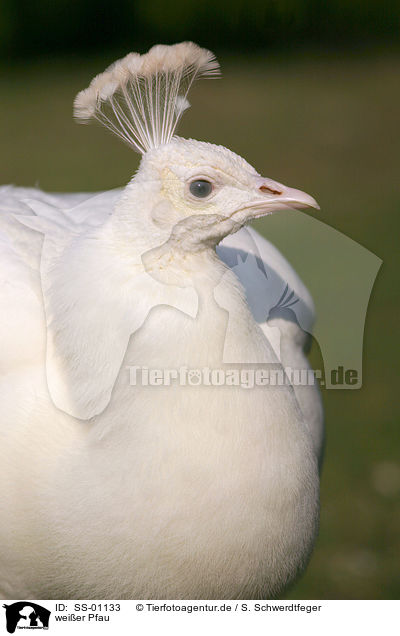 weier Pfau / white peafowl / SS-01133