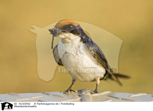 Weisskehlschwalbe / white-throated swallow / HJ-03542
