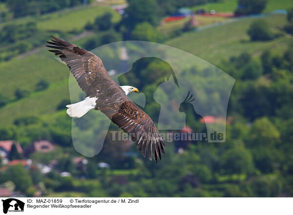 fliegender Weikopfseeadler / flying american eagle / MAZ-01859