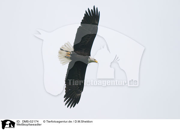 Weikopfseeadler / American eagle / DMS-02174