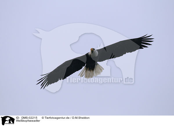 Weikopfseeadler / American eagle / DMS-02215