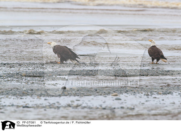 Weikopfseeadler / FF-07081