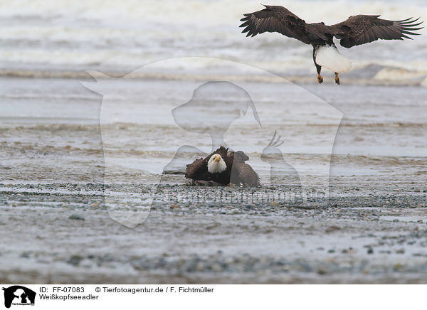 Weikopfseeadler / FF-07083