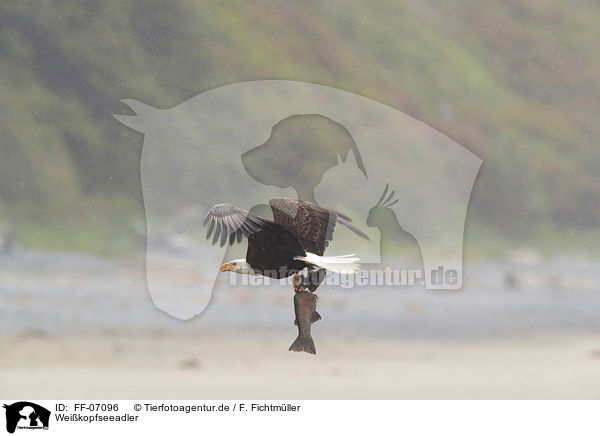 Weikopfseeadler / American eagle / FF-07096