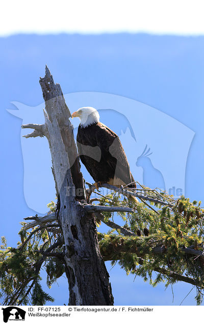 Weikopfseeadler / American eagle / FF-07125