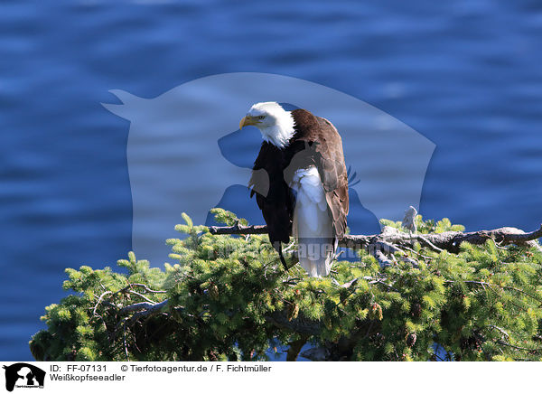 Weikopfseeadler / American eagle / FF-07131