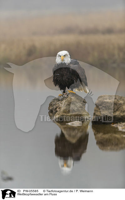 Weikopfseeadler am Fluss / Bald eagle at the river / PW-05585