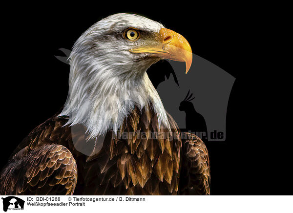 Weikopfseeadler Portrait / Bald Eagle portrait / BDI-01268
