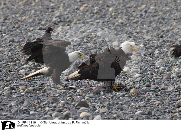 Weikopfseeadler / American bald eagles / FF-14316