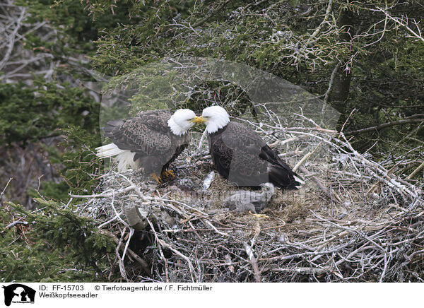 Weikopfseeadler / American bald / FF-15703