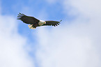 fliegender Weikopfseeadler