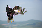 Weikopfseeadler