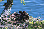 Weikopfseeadler