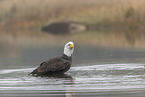 Weikopfseeadler am Fluss