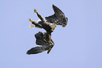 Weikopfseeadler