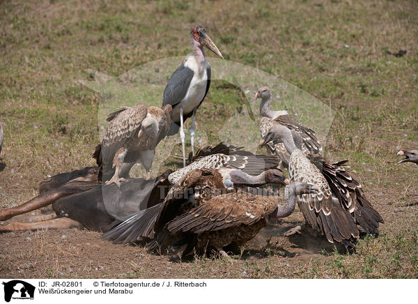 Weirckengeier und Marabu / white-backed vultures and marabou / JR-02801