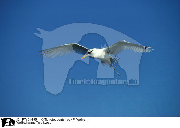 Weischwanz-Tropikvogel / White-tailed Tropicbird / PW-01455