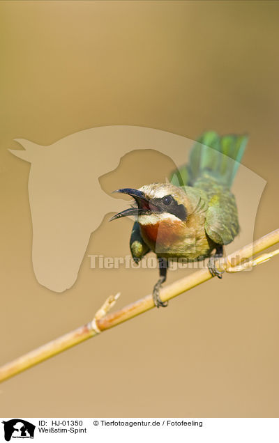 Weistirn-Spint / White-fronted Bee-eater / HJ-01350