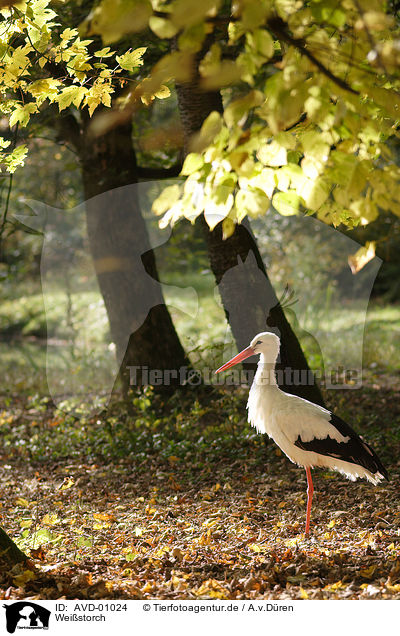 Weistorch / white stork / AVD-01024