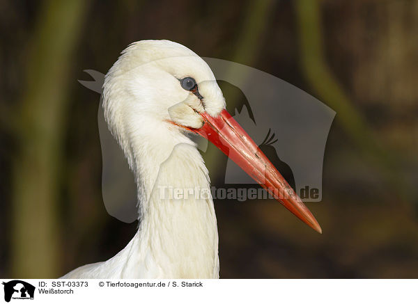 Weistorch / white stork / SST-03373