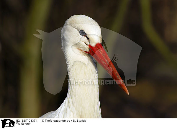 Weistorch / white stork / SST-03374